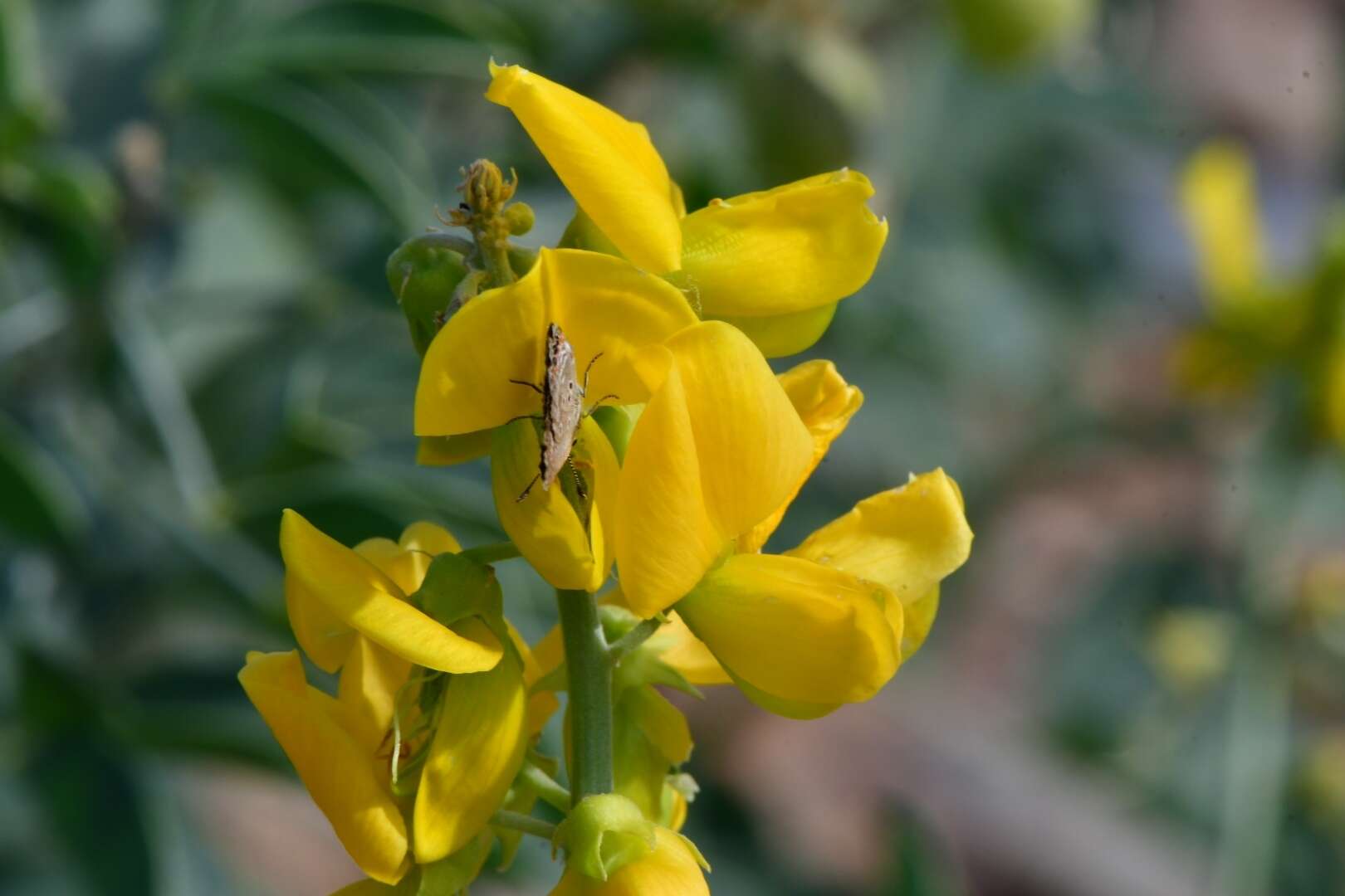 Image de Crotalaria argyraea Baker