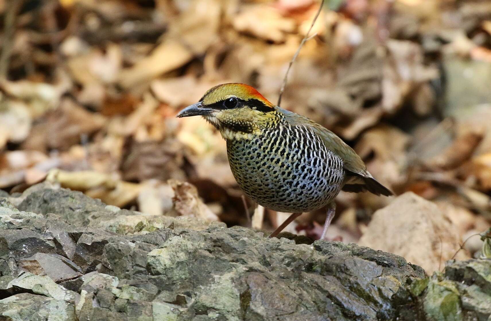 Image of Blue Pitta