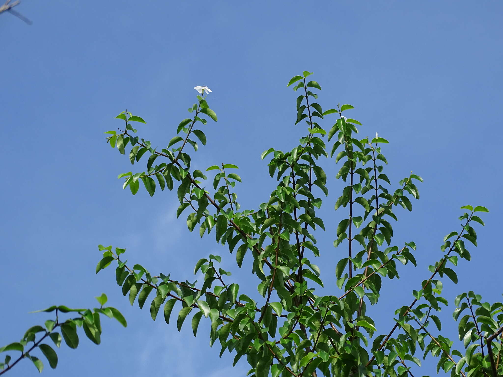 Image of Cameraria latifolia L.