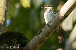 Plancia ëd Empidonomus Cabanis & Heine 1860