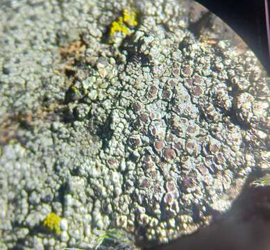 Image of rim lichen