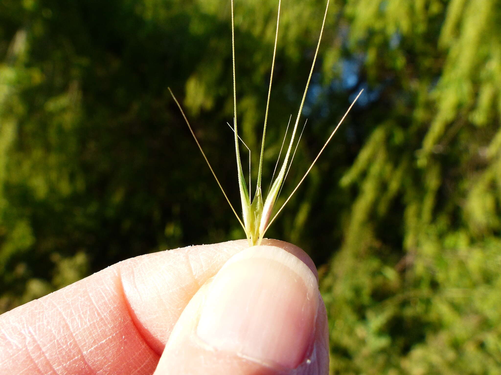 Hordeum murinum subsp. murinum的圖片