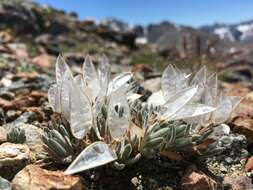 Anelsonia eurycarpa (A. Gray) J. F. Macbr. & Payson resmi