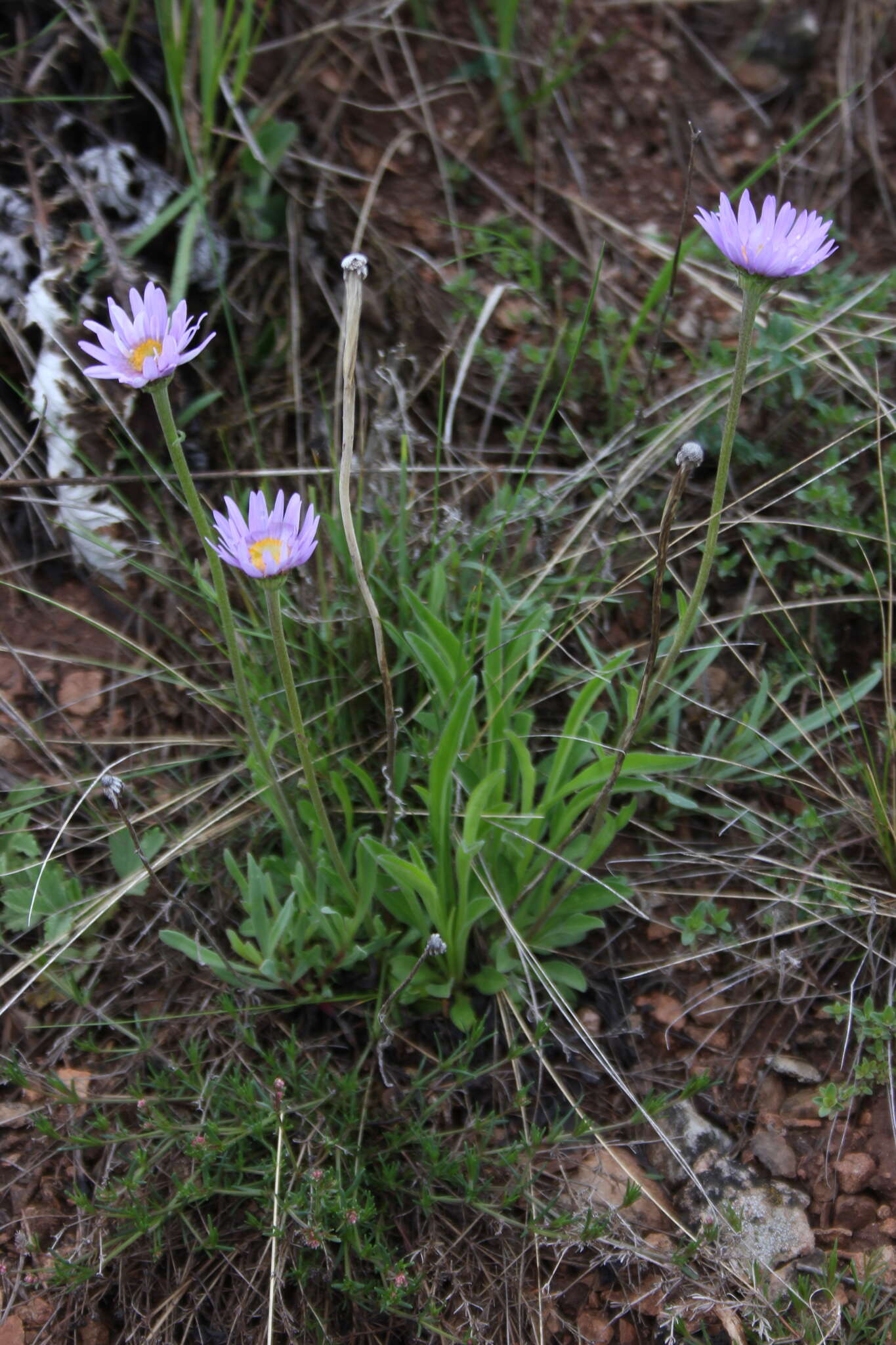 Image of alpine aster