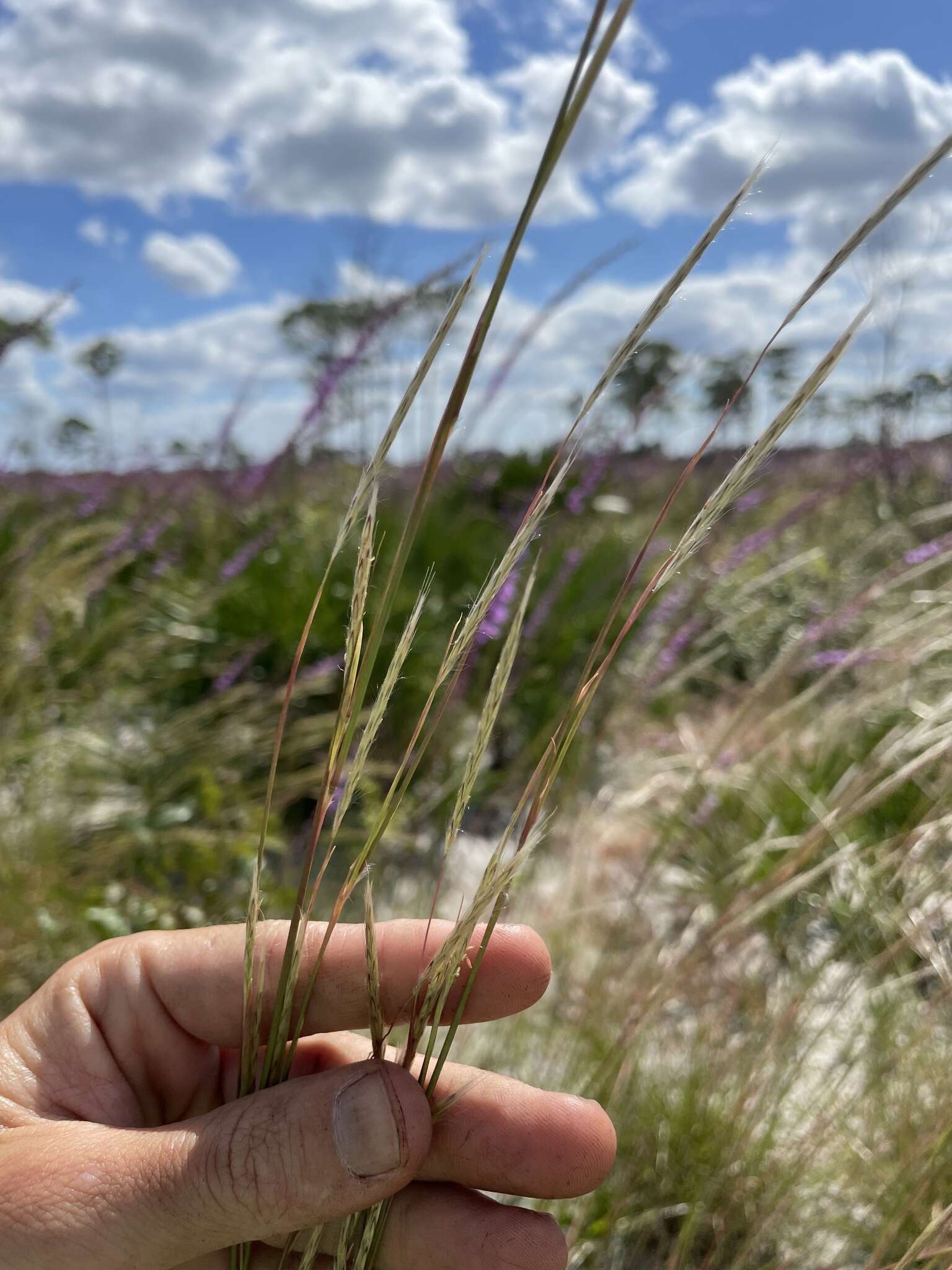 Image of Andropogon cumulicola