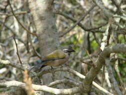 Imagem de Saltator similis d'Orbigny & Lafresnaye 1837