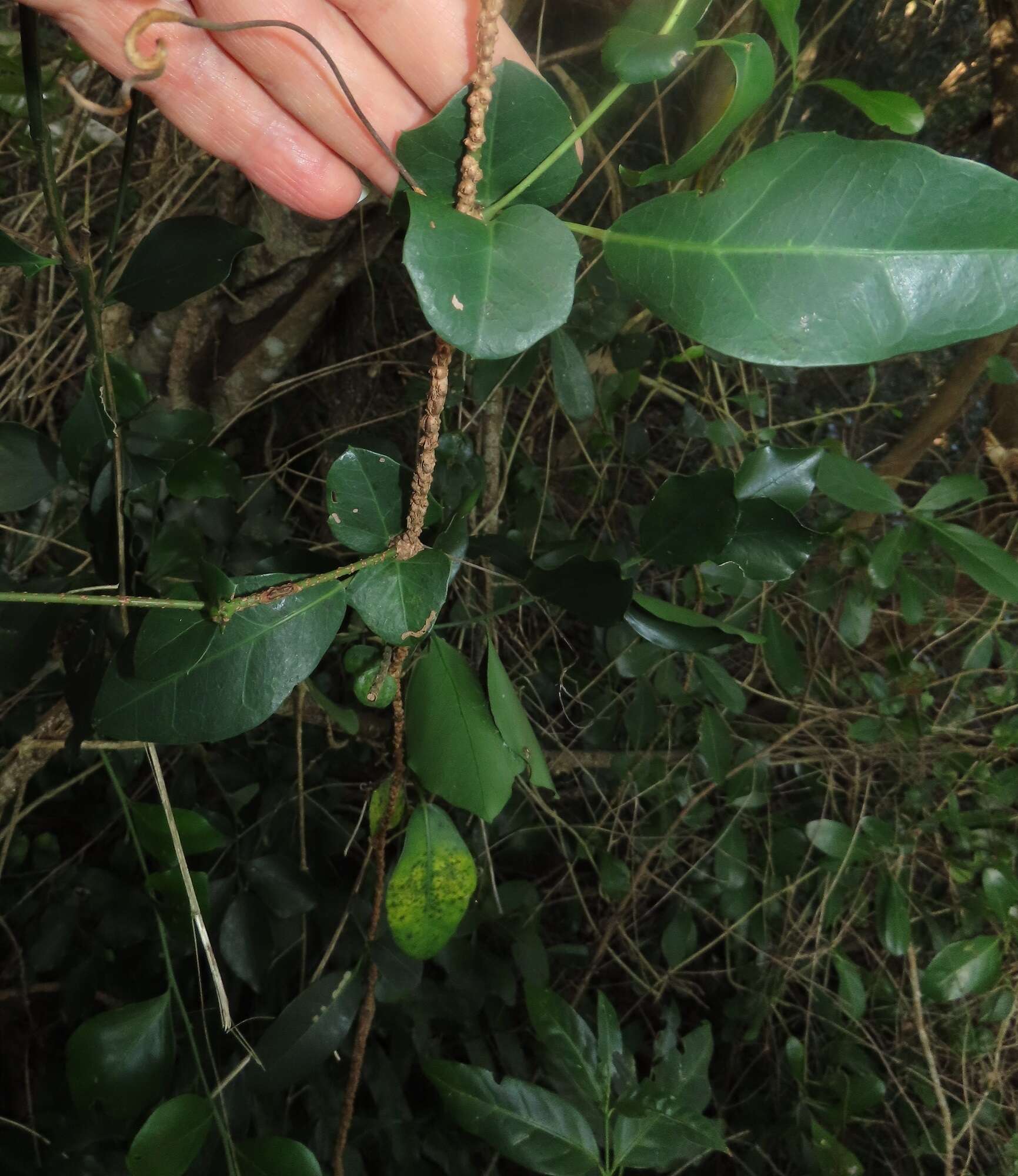 Plancia ëd Rhoicissus sessilifolia E. Retief