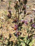 Image of thickstem aster