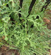 Image of Cussonia paniculata subsp. sinuata (Reyneke & Kok) De Winter