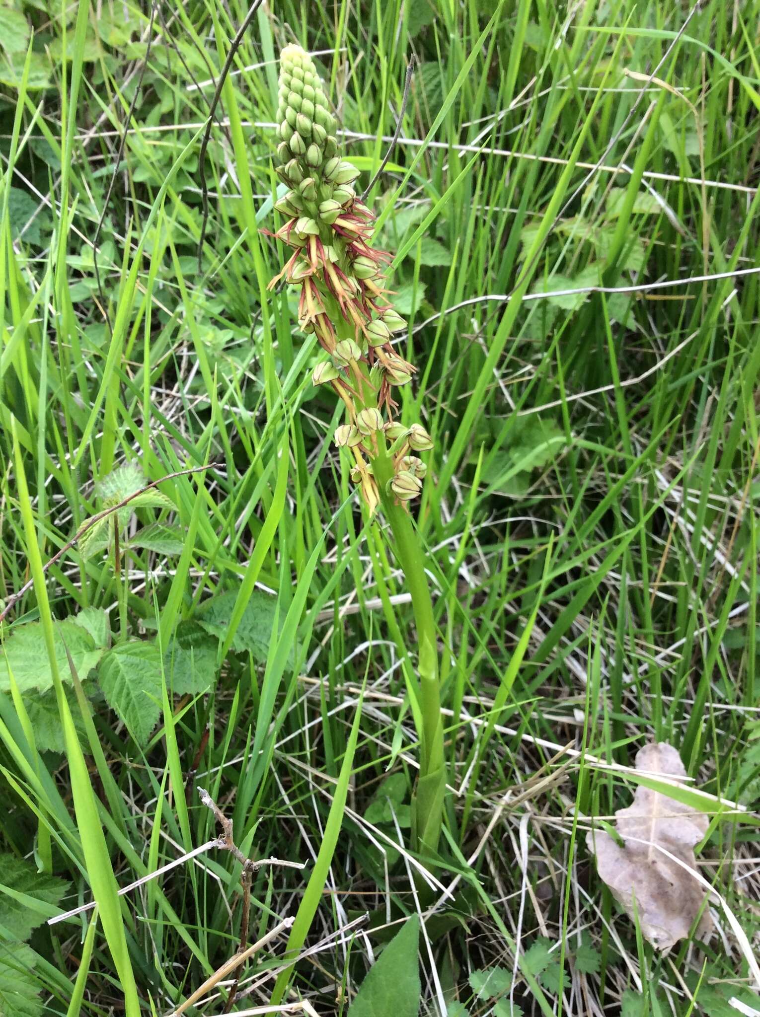 Image of Man orchid