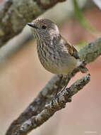 Image of Inland Thornbill