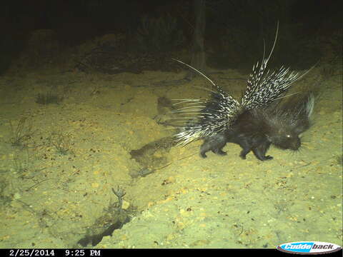 Image de Hystrix africaeaustralis africaeaustralis Peters 1852