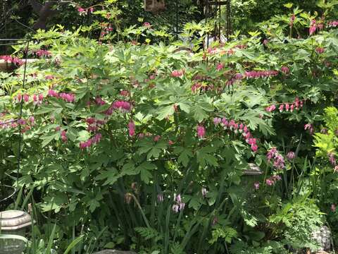 Image of bleeding heart