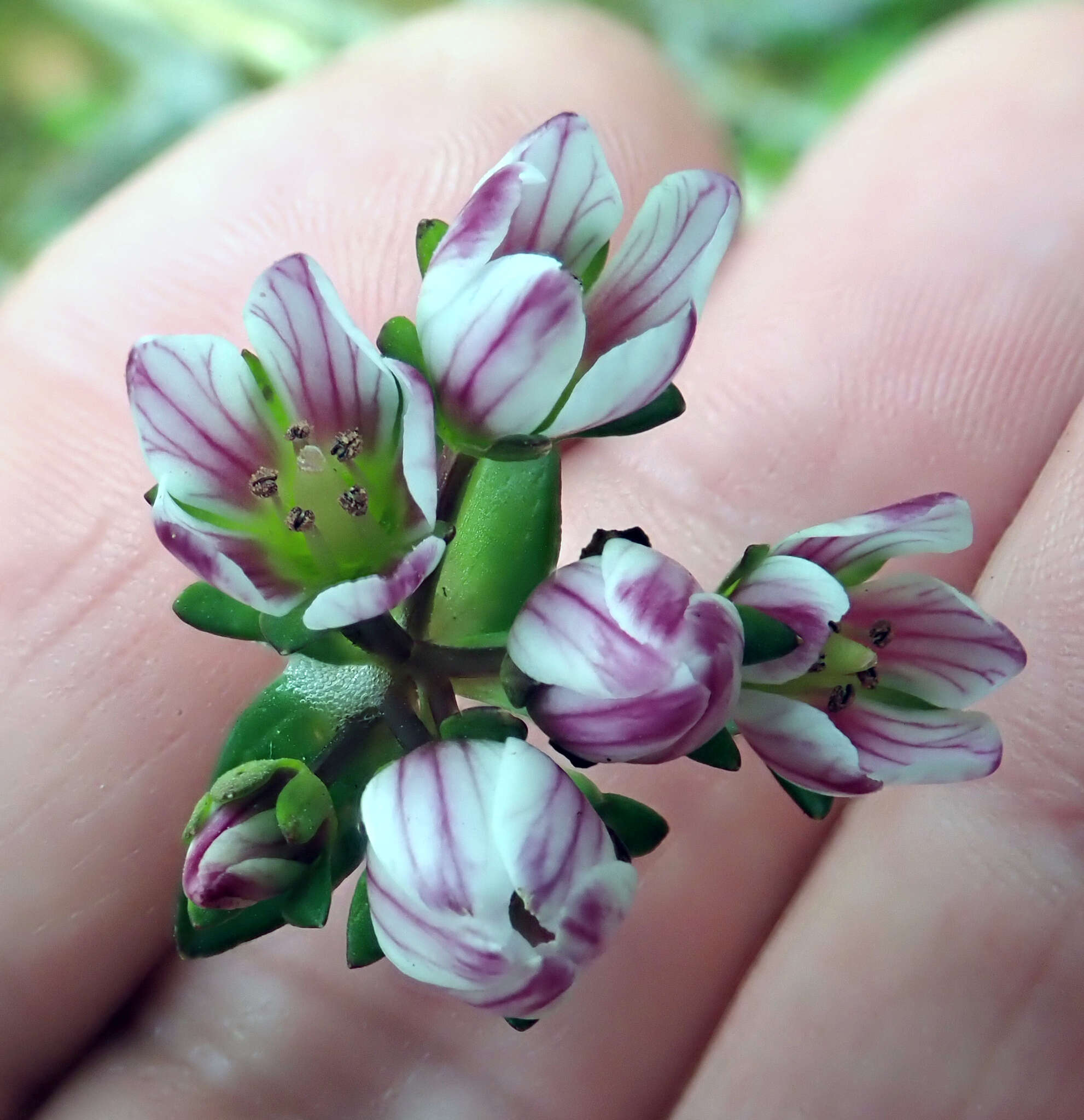 Image of Gentianella chathamica (Cheeseman) T. N. Ho & S. W. Liu