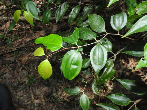 صورة Rhodamnia acuminata C. T. White