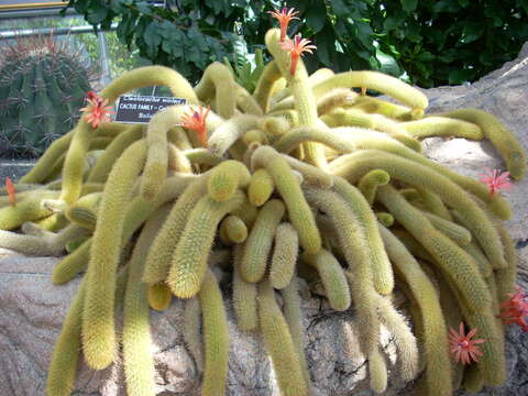 صورة Cleistocactus winteri D. R. Hunt