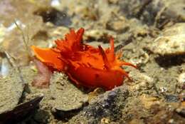 Image of yellow skirt slug