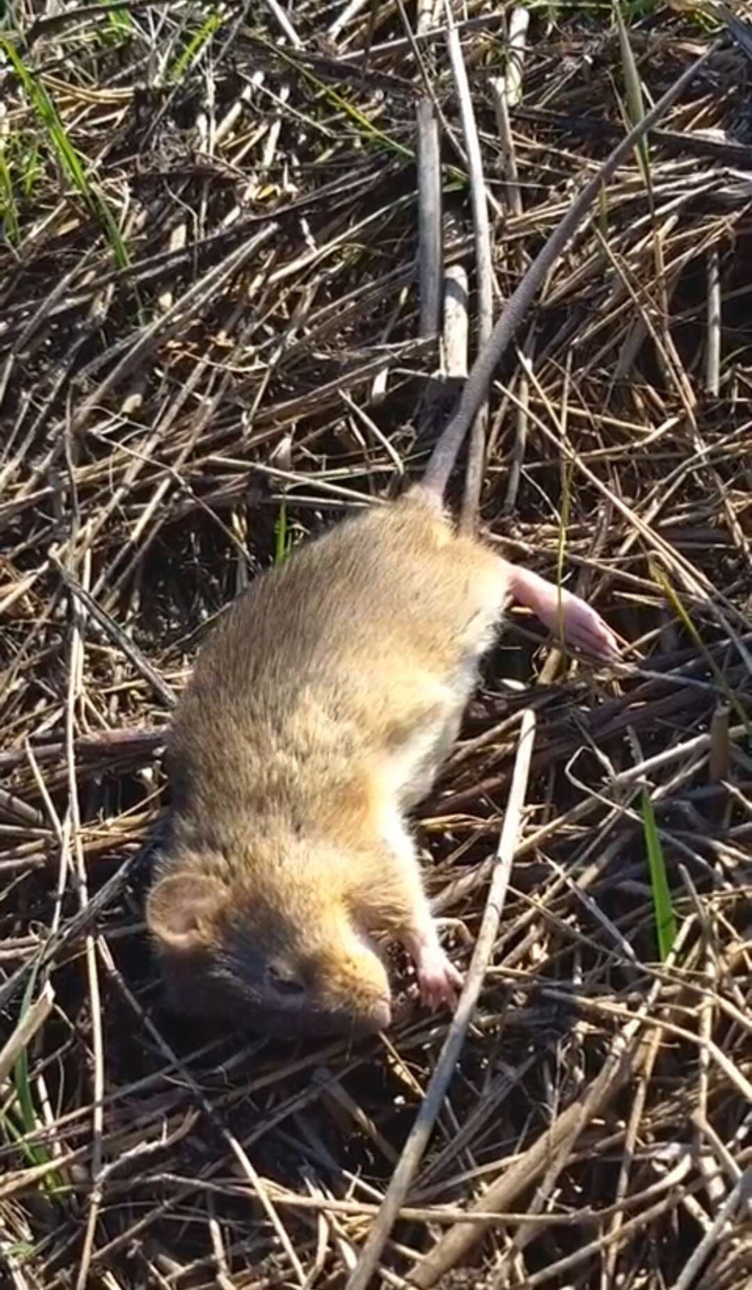 Image of Chaco marsh rat