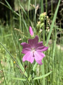 Imagem de Sidalcea neomexicana A. Gray