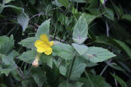 Image of muskflower