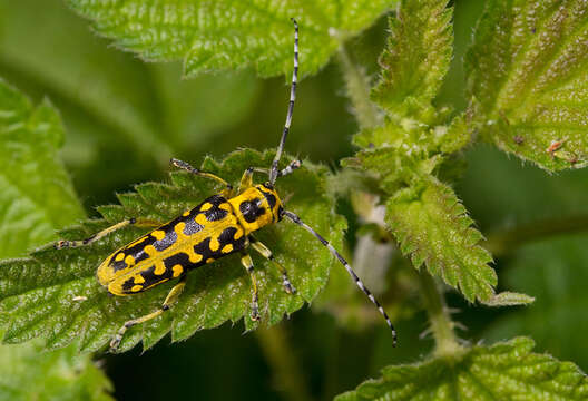 Image of Saperda (Lopezcolonia) scalaris (Linné 1758)