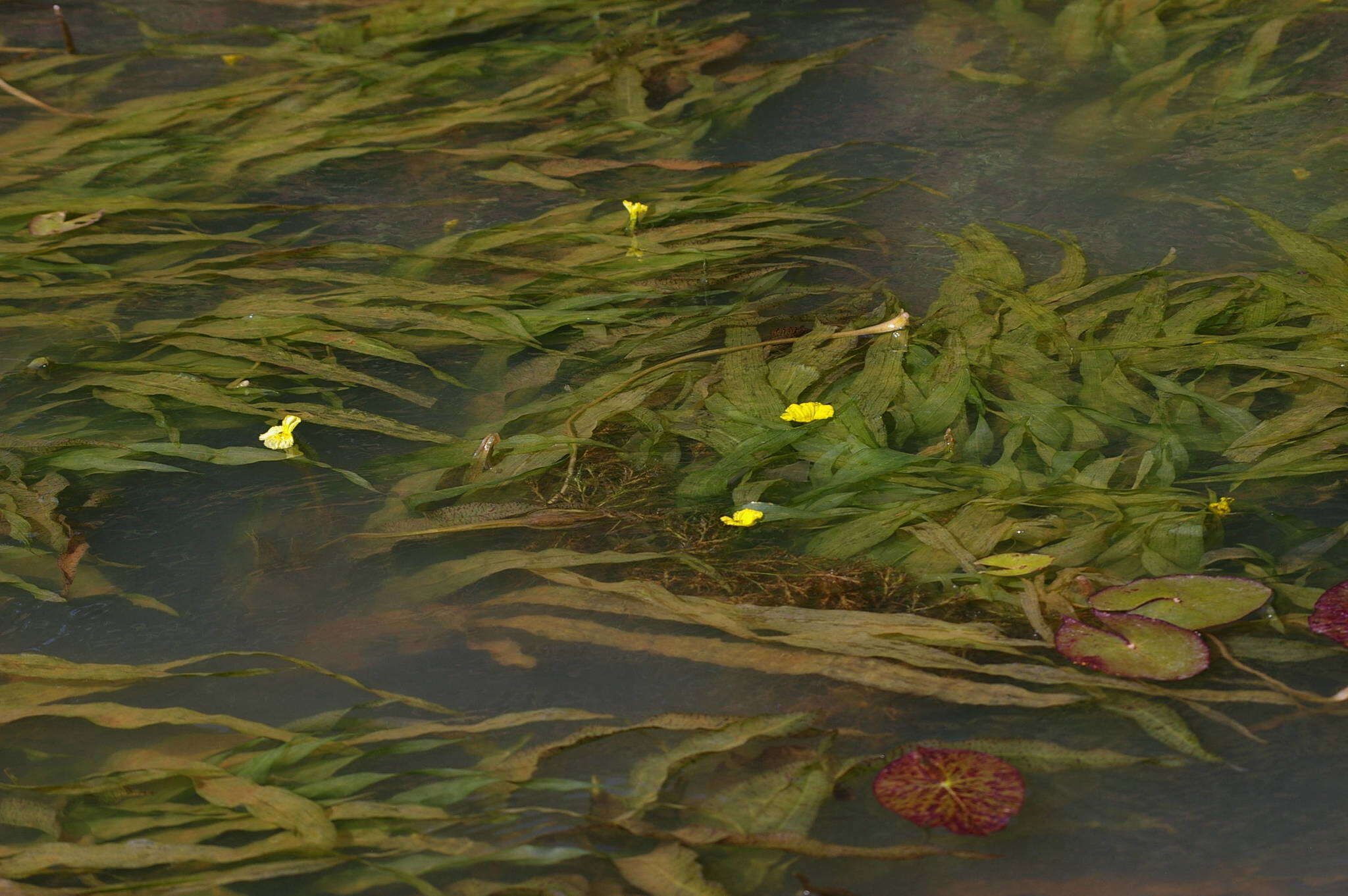 Image of Ottelia ulvifolia (Planch.) Walp.