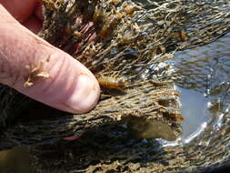 Image of Isopod