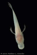 Image of Alabama Cavefish