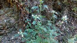 Image of Downy Hemp-nettle