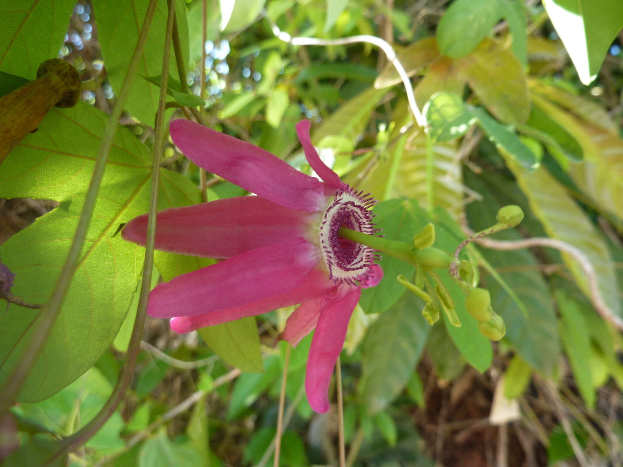 Image of Passiflora tarapotina Harms