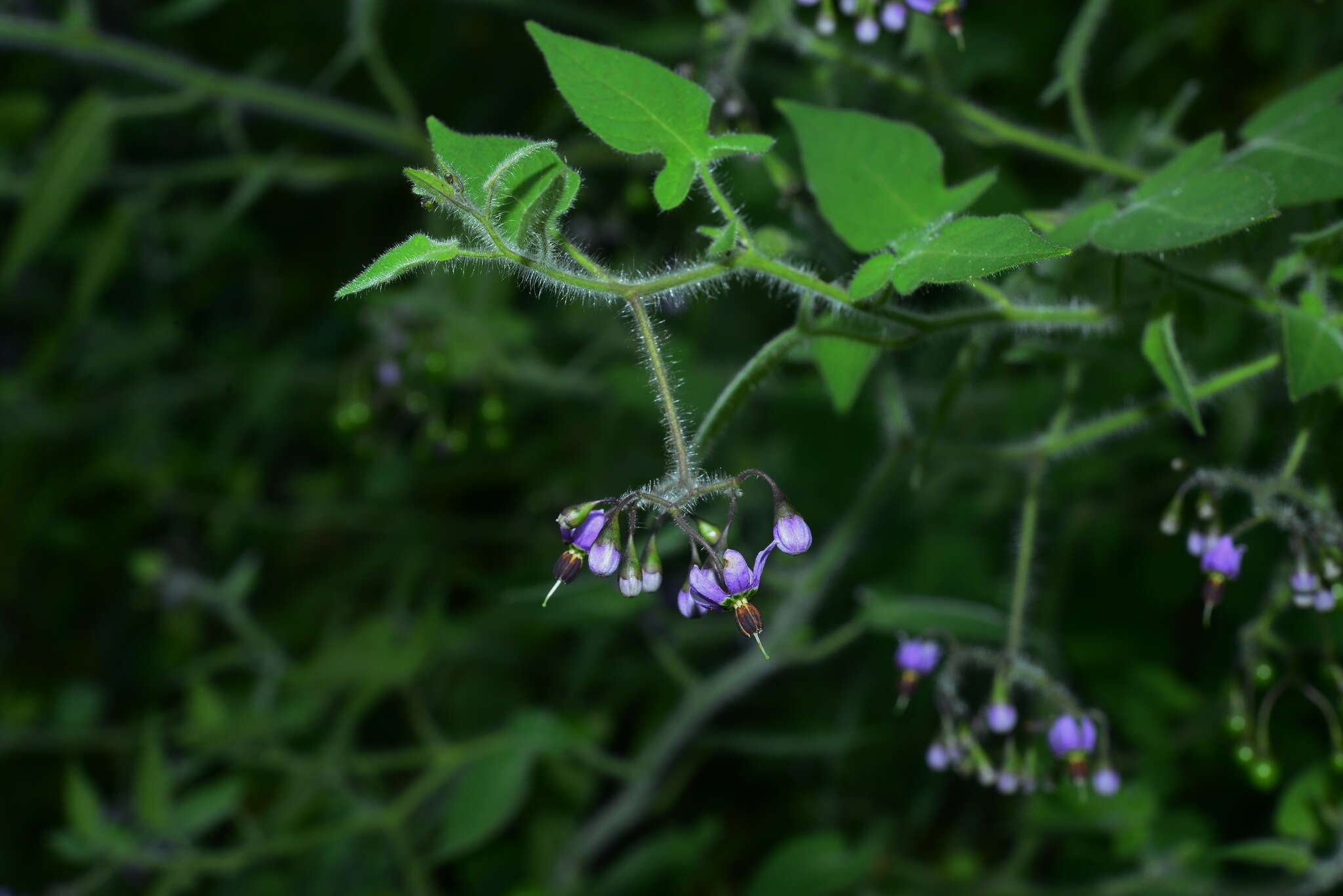 Image of Solanum lyratum Thunb.