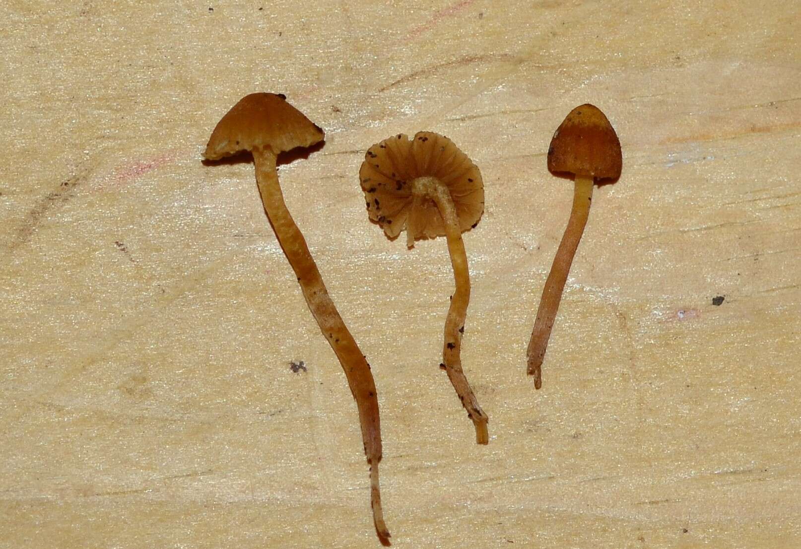 Image of Galerina clavata (Velen.) Kühner 1935