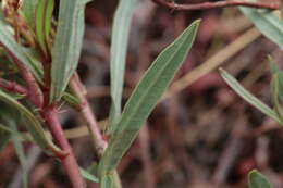 Image de Jatropha lagarinthoides Sond.