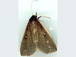 صورة Adrapsa ablualis Walker 1859