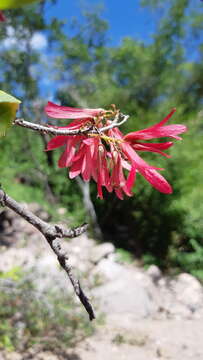 Image of Ruprechtia fusca Fern.