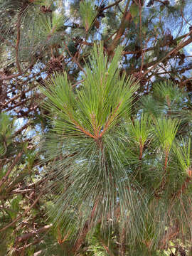 Image of Benguet Pine