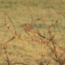 Oenanthe melanura airensis (Hartert 1921) resmi