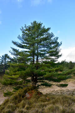 Sivun Pinus armandii var. mastersiana (Hayata) Hayata kuva