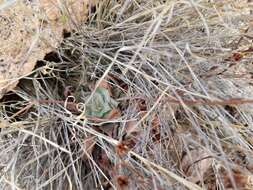 Image of Patagonia Mountain leatherpetal