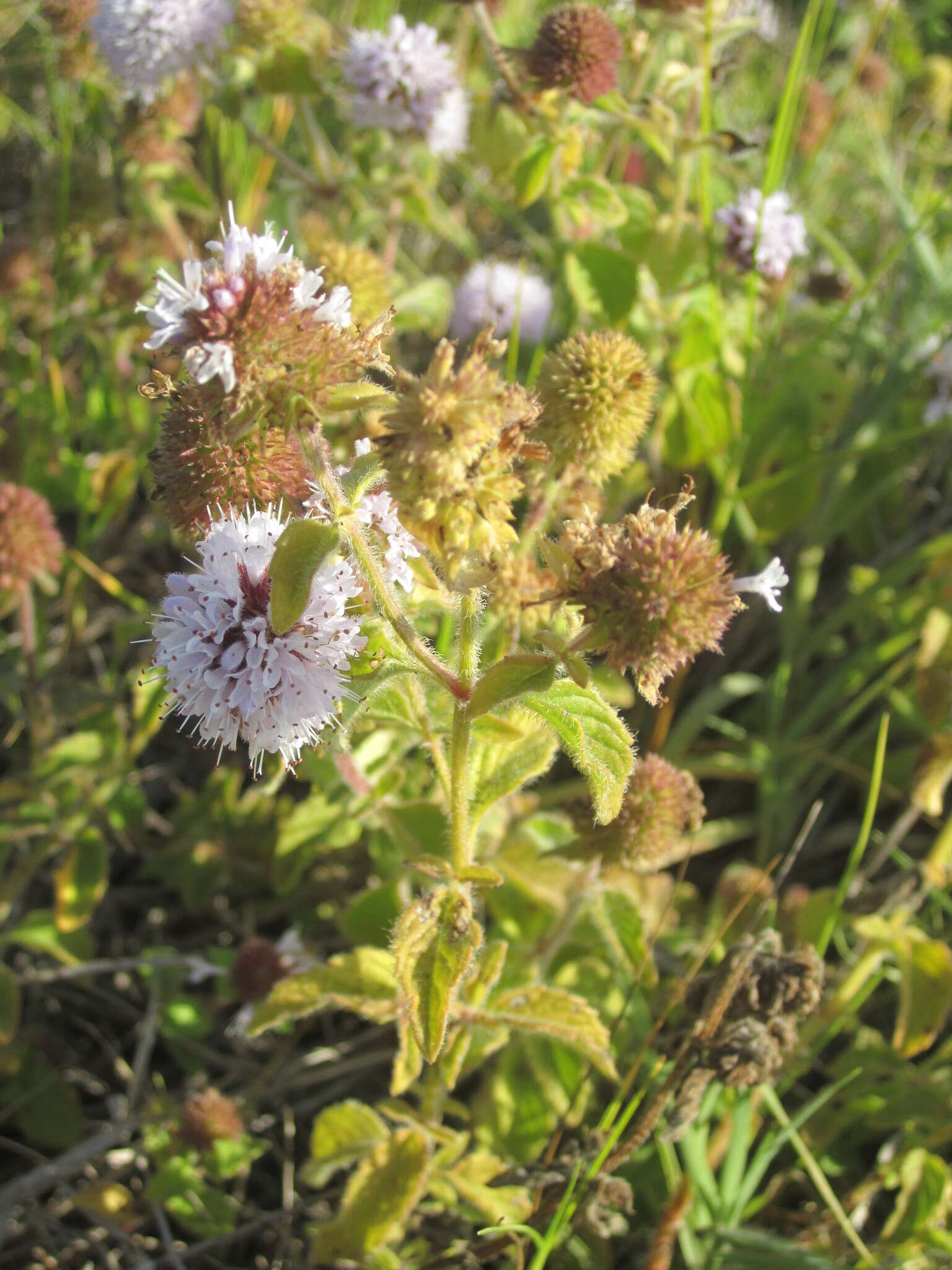 Image of Water Mint