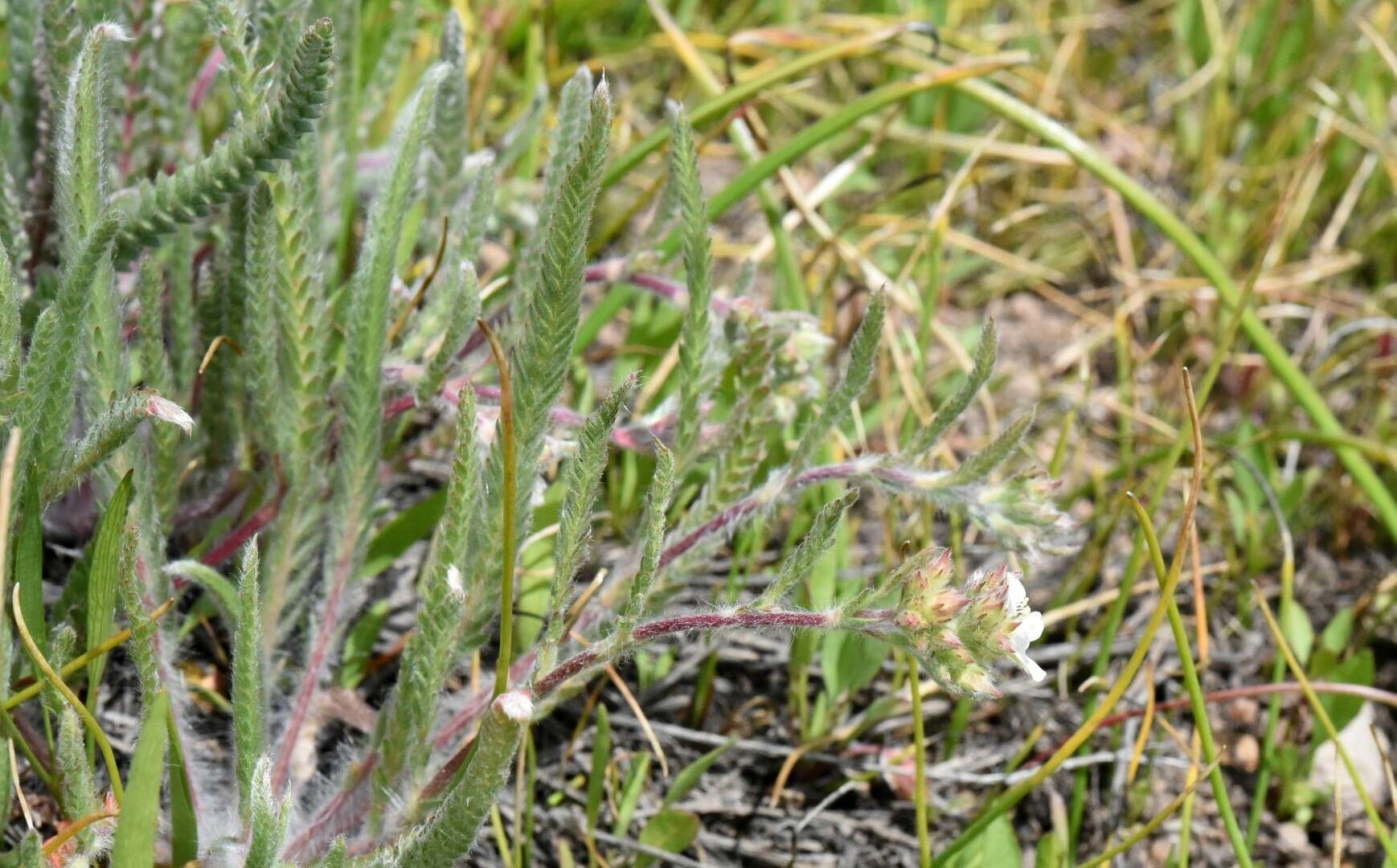 Image de Ivesia sericoleuca (Rydb.) Rydb.