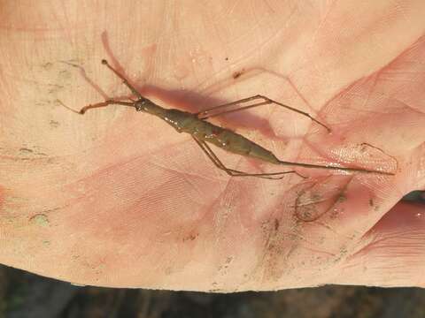 Image of Brown Waterscorpion