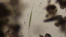 Image of Closterium setaceum