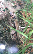 Image of Sceloporus tristichus Cope 1875