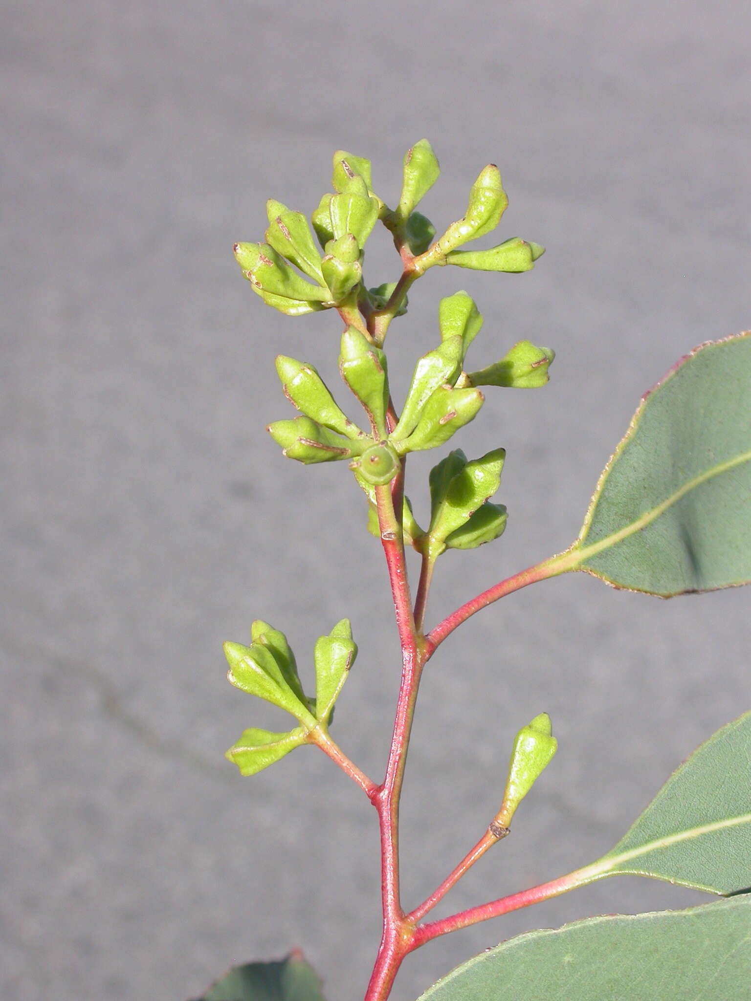 Image of Eucalyptus tetrapleura L. A. S. Johnson