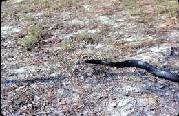 Image of Eastern Indigo Snake