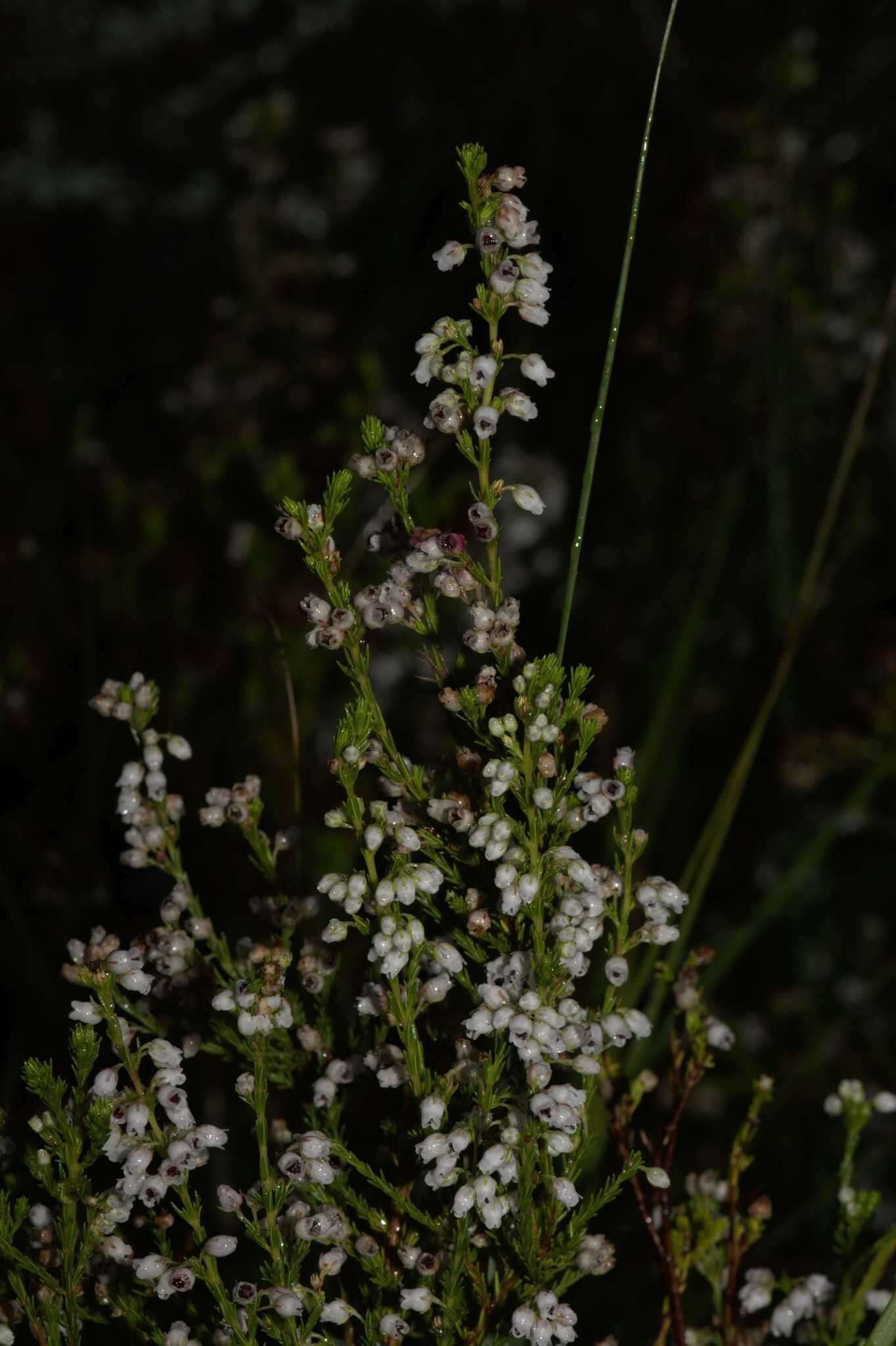 Imagem de Erica margaritacea