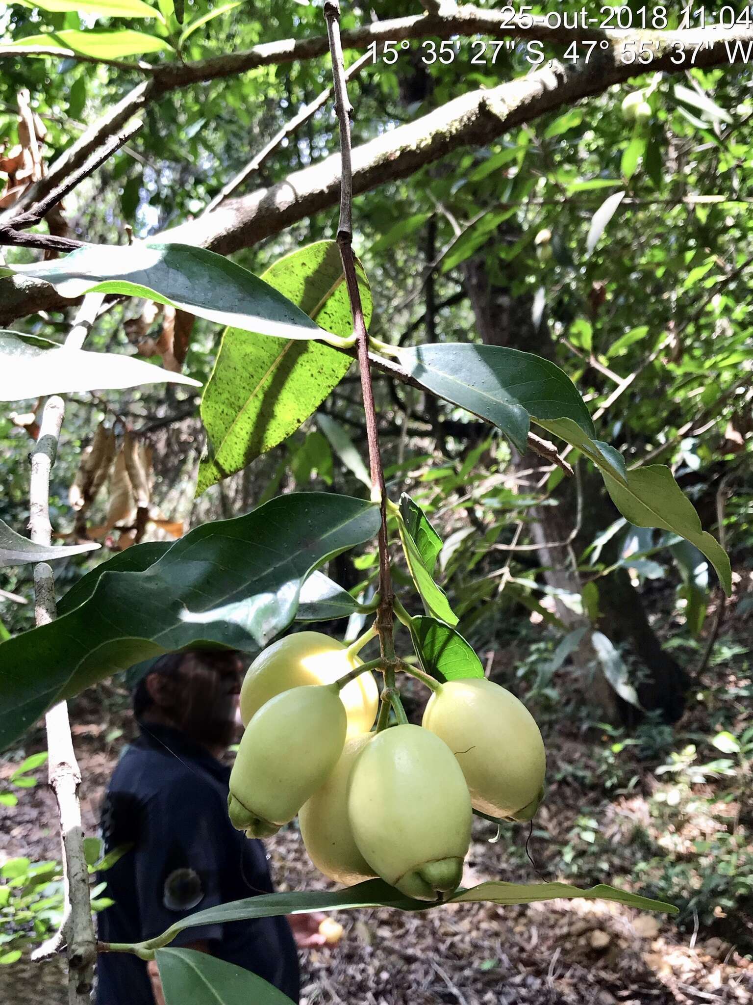 Слика од Syzygium jambos (L.) Alston