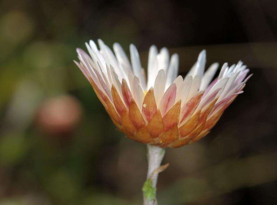 Image of Helichrysum wilmsii Moeser