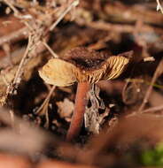 Image of Inocybe fibrillosibrunnea O. K. Mill. & R. N. Hilton 1987